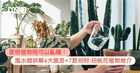 洗手間植物風水|風水植物｜不只富貴竹！7款招財/招桃花植物推介+不可不知風水 